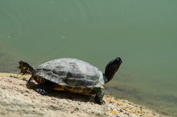 Obraz premium turtle in the foreground