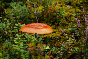mushroom on green background in autumn forest