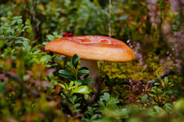 mushroom on green background in autumn forest