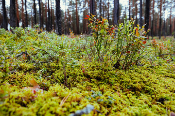 Old forest with moss covered trees and rays of sun in summer autumn