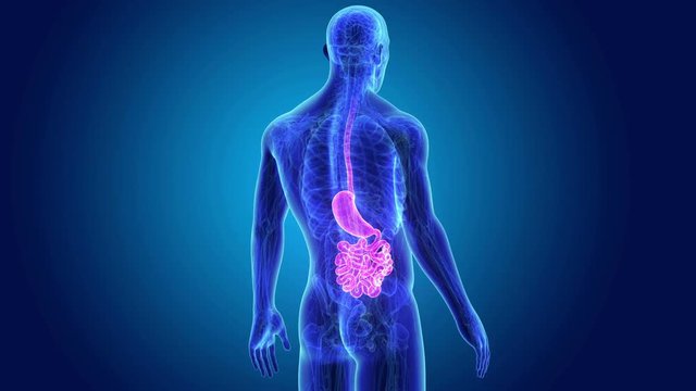 Stomach and Small Intestine with Anatomy