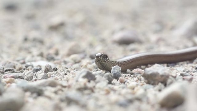 blindworm in sweden