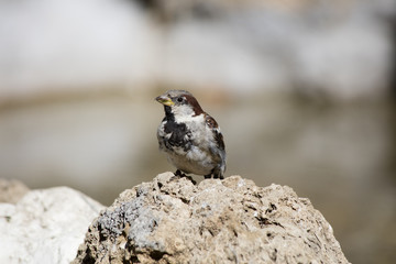 sparrow