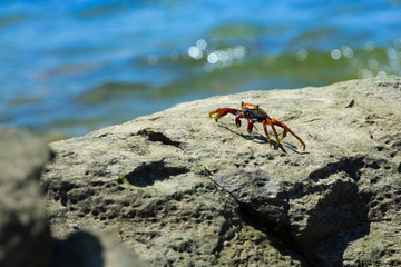 Crab on the rock