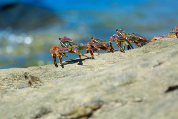 Crabs on the rock