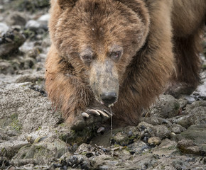 Fototapeta premium Brown Bear at Low Tide Turning Over Rocks in Search for Food