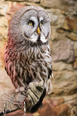 owl sitting on a hand with leather glowes