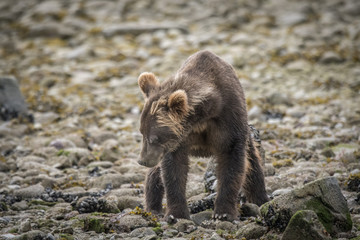 Small Brown Bear on Beach, Glacier Bay © Betty Sederquist
