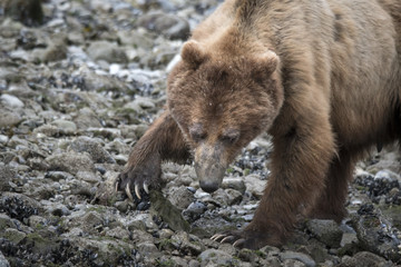 Fototapeta premium Brown Bear Turning over Rocks in Search for Food, Alaska