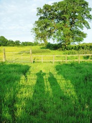Fototapeta na wymiar zwei lange Schatten auf einer Wiese in Südengland