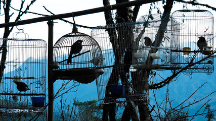 Vogelkäfige in Sapa, Vietnam, zwischen Bergen und Reisfeldern