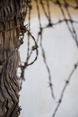 Fototapeta premium Closeup of barbed wire with wooden beam in Vietnam war prison.