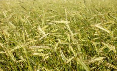Wheat field. Rural scenery under the shining sunlight. The maturation of wheat grains. The concept of a rich harvest