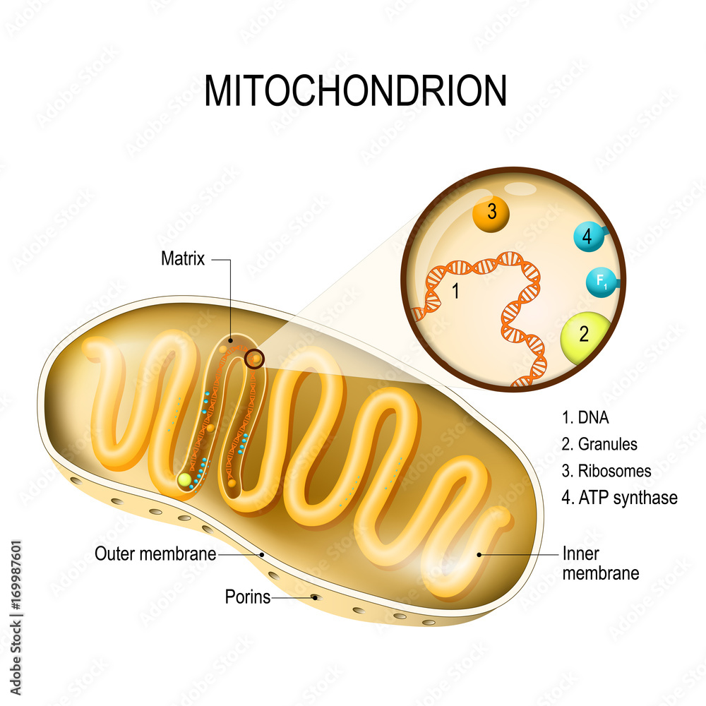 Wall mural mitochondrion. vector diagram