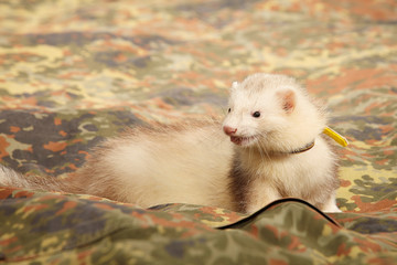 Ferret posing and relaxing on camou blanket