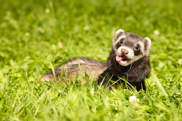 Ferret posing and relaxing in summer day in park grass