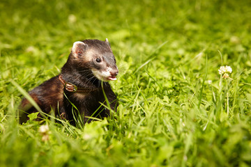 Polecat posing in summer day in park grass