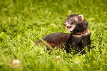 Polecat posing in summer day in park grass