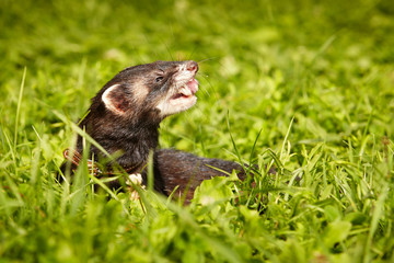Polecat posing in summer day in park grass