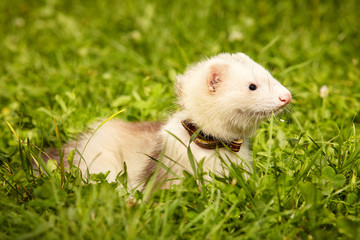 Naklejka na ściany i meble Ferret watching and relaxing in summer park grass