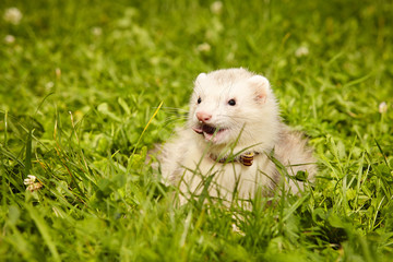 Ferret posing and relaxing in summer park grass