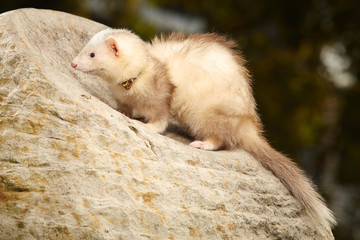 Ferret posing and relaxing on stone rock in park
