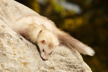 Ferret posing and relaxing on stone rock in park
