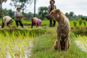 A dog watches over Cambodian rice farmers