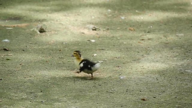 small chick of a wild duck, without fear, goes for a walk, slow motion