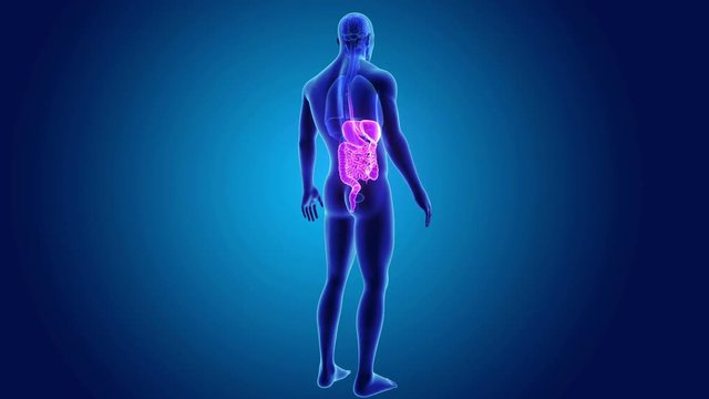 Digestive system with Organs