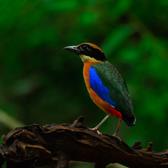 The blue-winged pitta (Pitta moluccensis).