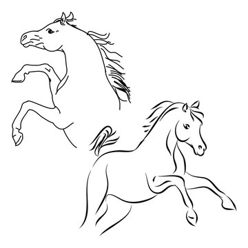 Stallions contour on white background, vector illustration