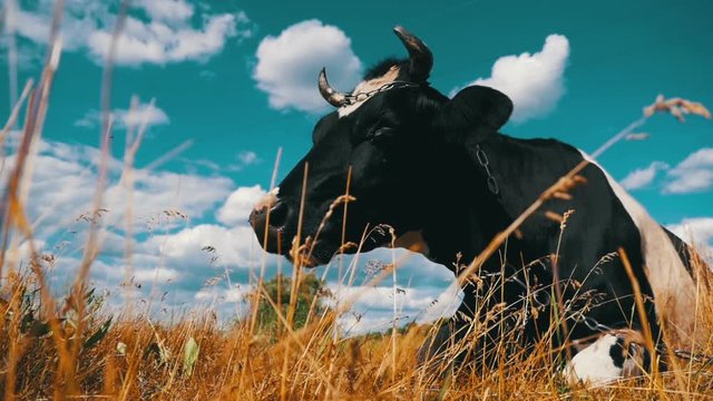 Cow Lying on Meadow and Chews Grass. Slow Motion in 96 fps. Close-up. Cow eats grass. Cow lies on the grass against a blue sky.