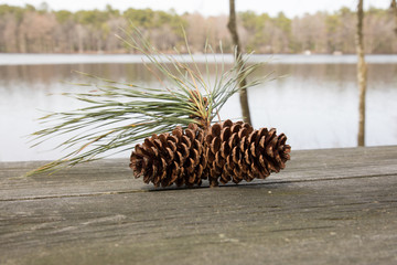pine cones