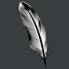 Black and white feather bird.  Isolated.