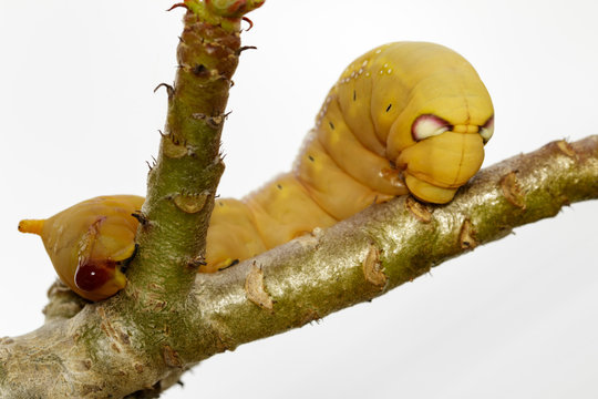Image of Caterpillar Oleander Hawk-moth (Daphnis nerii) on white background. Insect Animal