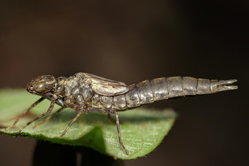 Image of dragonfly larva dried on green leaves. Insect Animal