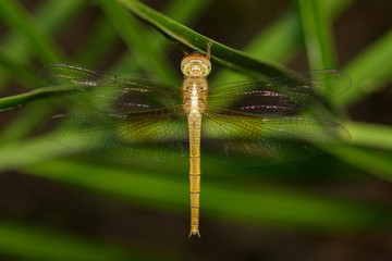 Image of dragonfly neurothemis intermedia atalanta(female) on nature background. Insect Animal.
