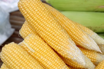 fresh corn at market