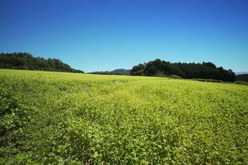 ソバ畑と青空