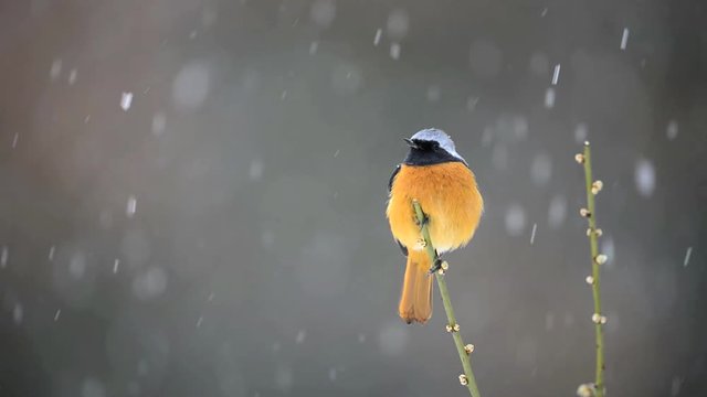 降雪の中のジョウビタキ(Daurian redstart)