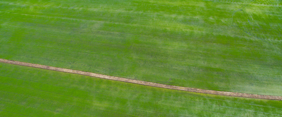 Aerial  view from flying drone of  Field rice  with landscape green pattern nature background