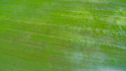Aerial  view from flying drone of  Field rice  with landscape green pattern nature background