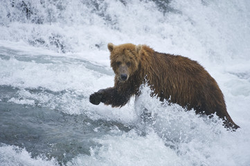 Obraz na płótnie Canvas American Brown bear/Grizzly bear (Ursus arctos horribilis), McNeil River Sanctuary, Alaska