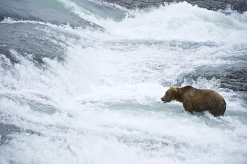 American Brown bear/Grizzly bear (Ursus arctos horribilis), McNeil River Sanctuary, Alaska