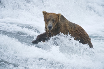 American Brown bear/Grizzly bear (Ursus arctos horribilis), McNeil River Sanctuary, Alaska