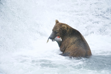 American Brown bear/Grizzly bear (Ursus arctos horribilis), McNeil River Sanctuary, Alaska