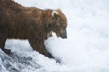 American Brown bear/Grizzly bear (Ursus arctos horribilis), McNeil River Sanctuary, Alaska