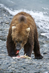 American Brown bear/Grizzly bear (Ursus arctos horribilis), McNeil River Sanctuary, Alaska