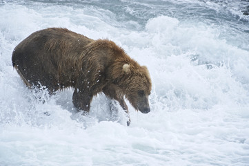 American Brown bear/Grizzly bear (Ursus arctos horribilis), McNeil River Sanctuary, Alaska